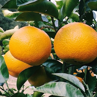 【2026年3月発送】紅八朔　約5kg(化粧箱入り)