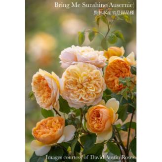 バラ苗(7号鉢植え)　憧れのブランドローズ1鉢　スターターセット(天然肥料と殺虫殺菌剤付き)