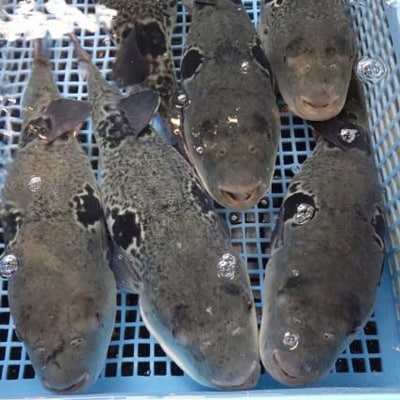 日出産とらふぐ料理セット(6人前)白子付き【配送不可地域：離島】