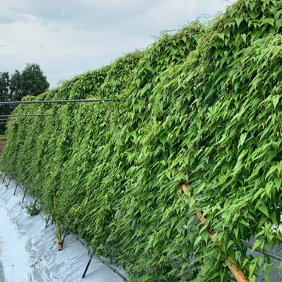 【1月～順次発送予定分】日出町産自然薯「ねばりごし一本」 (1kg)