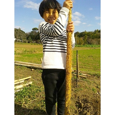 【1月～順次発送予定分】日出町産自然薯「ねばりごし一本」 (800g)