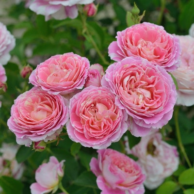 バラ苗(7号鉢植え)　憧れのブランドローズ2鉢　スターターセット(天然肥料と殺虫殺菌剤付き)