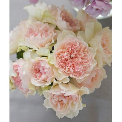 バラ苗(7号鉢植え)　憧れのブランドローズ3鉢　スターターセット(天然肥料と殺虫殺菌剤付き)