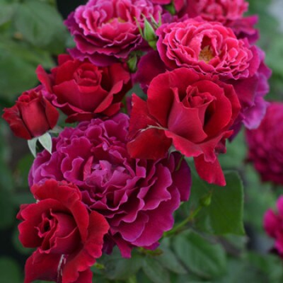 バラ苗(7号鉢植え)　憧れのブランドローズ4鉢　スターターセット(天然肥料と殺虫殺菌剤付き)