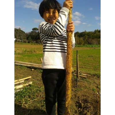 日出町産自然薯「ねばりごし一本」11月15日発送予定 (1kg)