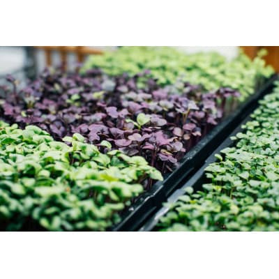 マイクログリーンズ(サラダミックス:6～8種の野菜200g詰め)【配送不可地域：離島】