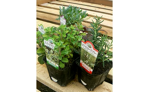 元気なおすすめハーブ苗16ポットセット【3号ポット】