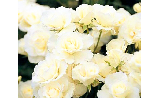 『おおがファーム』店長おすすめ　世界殿堂入りのバラ苗2品種(7号鉢)(未開花)