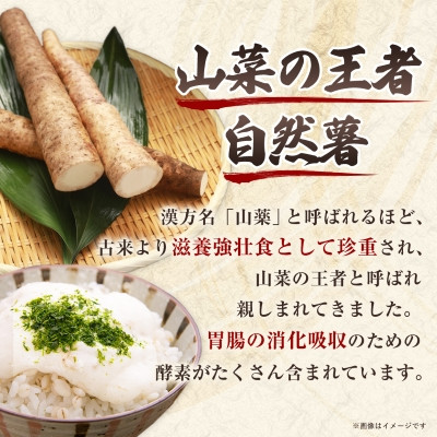 【数量限定】日出町産自然薯「ねばりごし一本」 (800g)