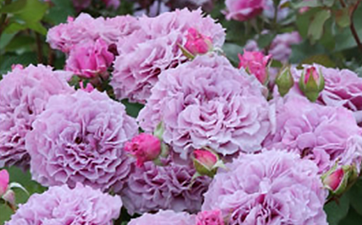 憧れのブランドローズ2鉢　バラ苗(7号鉢植え)