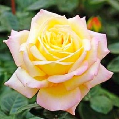 『おおがファーム』店長おすすめ　世界殿堂入りのバラ苗3品種(7号鉢)(未開花)