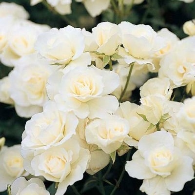 『おおがファーム』店長おすすめ　世界殿堂入りのバラ苗4品種(7号鉢)(未開花)