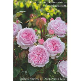 バラ苗(7号鉢植え)　憧れのブランドローズ2鉢　スターターセット(天然肥料と殺虫殺菌剤付き)