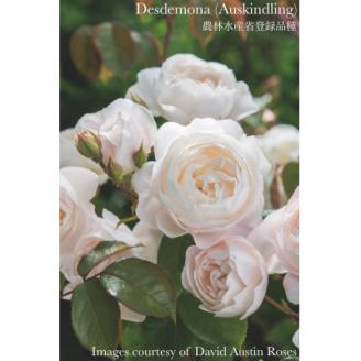 バラ苗(7号鉢植え)　憧れのブランドローズ4鉢　スターターセット(天然肥料と殺虫殺菌剤付き)