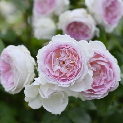 バラ苗(7号鉢植え)　憧れのブランドローズ1鉢　スターターセット(天然肥料と殺虫殺菌剤付き)