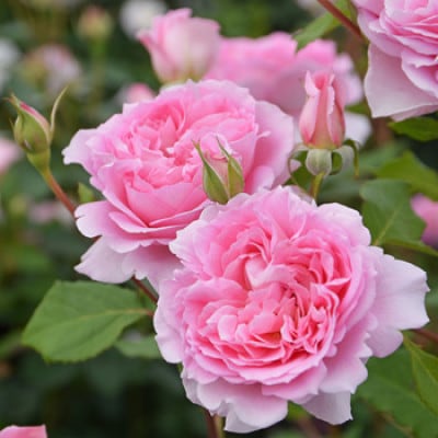 バラ苗(7号鉢植え)　憧れのブランドローズ3鉢　スターターセット(天然肥料と殺虫殺菌剤付き)