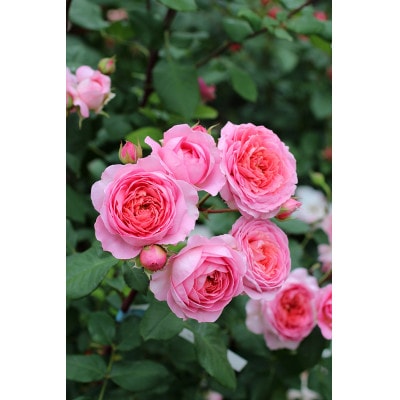 憧れのブランドローズ(バラ苗)7号鉢植え　1鉢