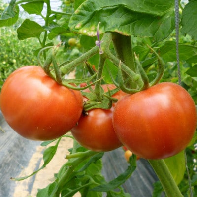 高糖度　潮彩トマト　約1kg