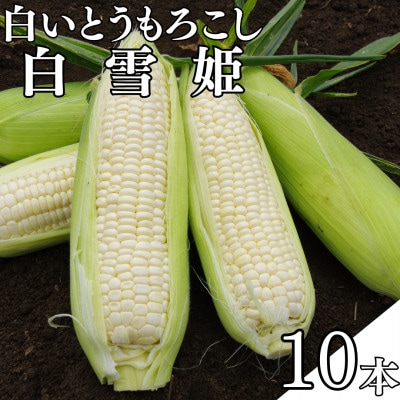 白いとうもろこし「白雪姫」10本入り【配送不可地域：離島】
