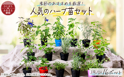 元気なおすすめハーブ苗16ポットセット【3号ポット】