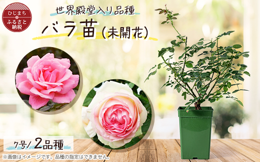 『おおがファーム』店長おすすめ　世界殿堂入りのバラ苗2品種(7号鉢)(未開花)