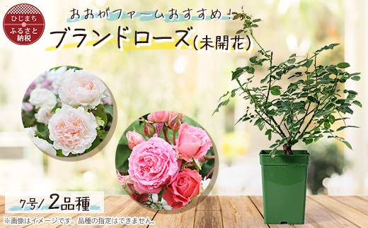 憧れのブランドローズ2鉢　バラ苗(7号鉢植え)