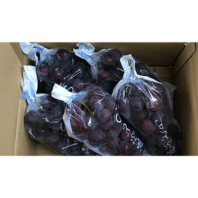 巨峰(種あり) 約2kg(5～7房)葡萄作り60年の果樹園が朝採れ厳選でお届けします【配送不可地域：離島】