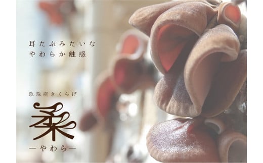 玖珠町産きくらげピクルス&乾燥きくらげのセット 玖珠町 