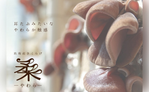 きくらげピクルス（4種）と乾燥きくらげのセット きくらげ