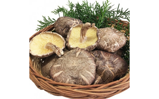 大分産椎茸こうしん 450g（50g×9袋） 大分産 椎茸 こうしん 