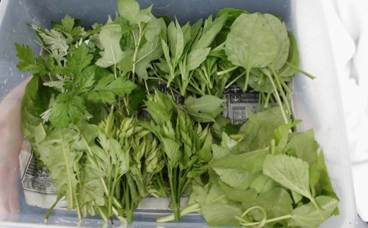 大分県さかもと村ペア１泊２日&食べられる野草摘み体験 大