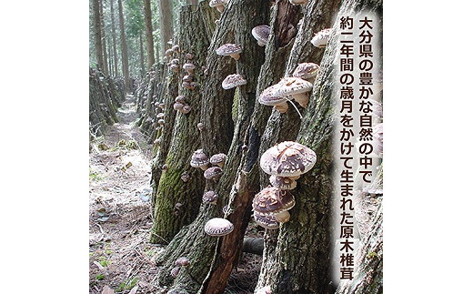 大分産椎茸こうしん 300g（50g×6袋） 大分 椎茸 乾燥しいたけ