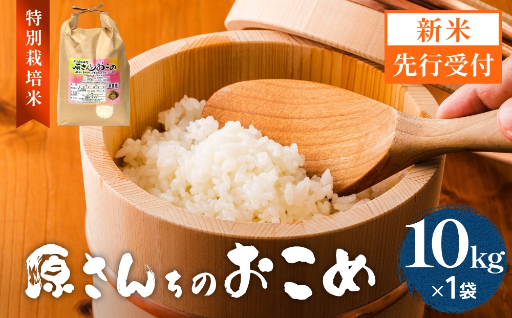 【令和8年産米先行受付】原さんちのお米 白米 10kg ひとめぼ