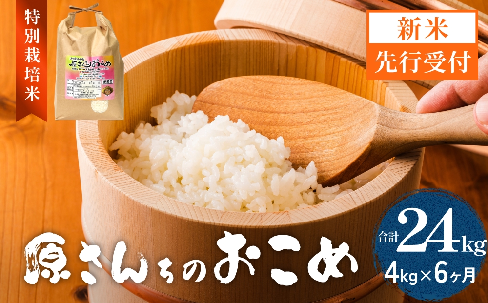 【令和8年産米先行受付】原さんちのお米 白米 ４kg ヒノヒ