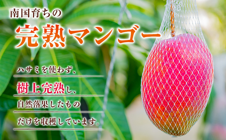 ◆宮崎県産 完熟マンゴー（9玉）