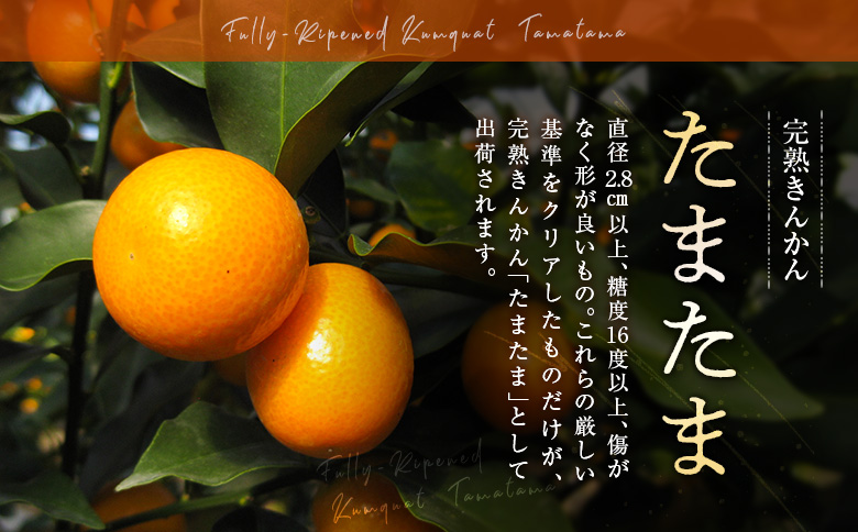 ≪先行予約≫ 宮崎県産 完熟きんかん「たまたま」約1kg 糖度16度以上 ブランド 金柑 柑橘 果物 くだもの フルーツ 2026年発送 約1kg