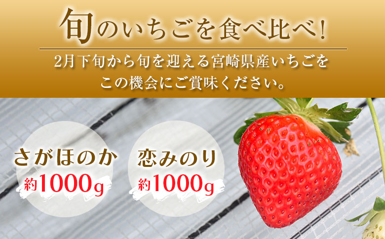 ◆宮崎県産いちご「さがほのか」「恋みのり」食べ比べセット（各4パック）