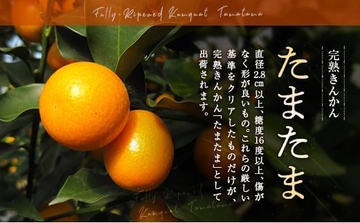 ≪先行予約≫ 宮崎県産 完熟きんかん「たまたま」約1kg 糖度16度以上 ブランド 金柑 柑橘 果物 くだもの フルーツ 2026年発送 約1kg