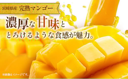 ＜訳あり＞ 完熟 マンゴー 約1kg ＆ 生ライチ 300g 果物 フルーツ 宮崎県産 特産 セット