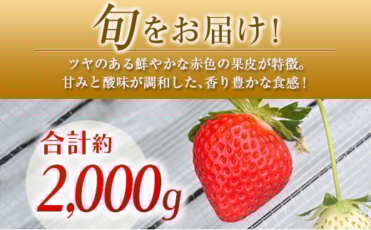 ◆宮崎県産いちご「恋みのり」（計8パック）