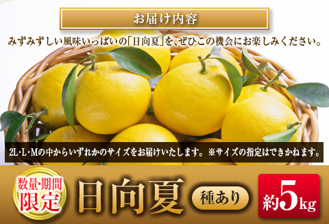 ◇宮崎県産 露地日向夏 約5kg（満杯詰め）