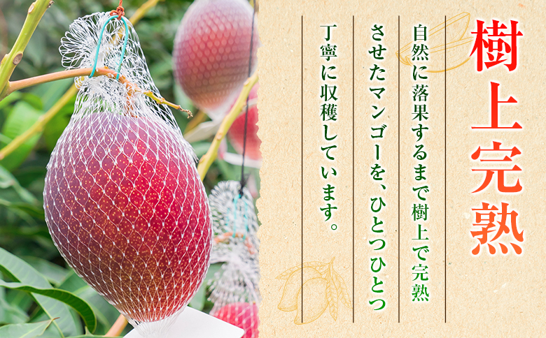 ◇糖度15度以上！宮崎県産 「太陽のタマゴ」（合計約1kg）: 宮崎県ANAのふるさと納税