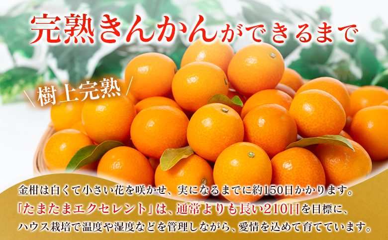 ◇宮崎県産 完熟きんかん「たまたまエクセレント」 糖度18度以上 約1kg