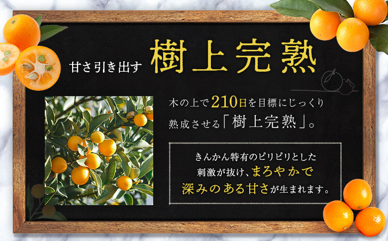 ≪先行予約≫ 宮崎県産 完熟きんかん「たまたま」約3kg 糖度16度以上 ブランド 金柑 柑橘 果物 くだもの フルーツ 2026年発送 約3kg