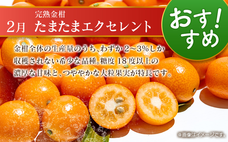 【偶数月 6回定期便】旬 人気 フルーツ 南国宮崎産 太陽のタマゴ きんかん シャインマスカット 日向夏 梨 みかん 柑橘 マンゴー ぶどう 果物 詰め合わせ＜A-2コース M120＞
