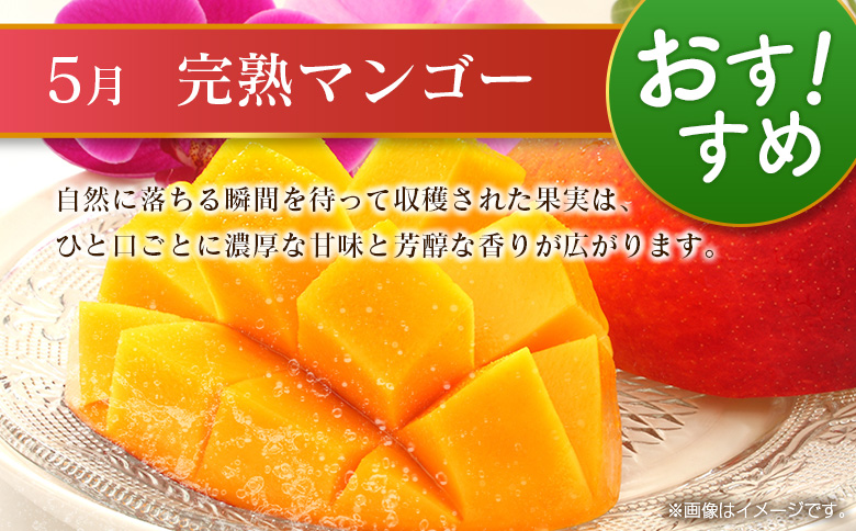 【奇数月 6回定期便】旬 人気 フルーツ 南国宮崎産 マンゴー ピオーネ いちご みかん メロン 柑橘 ぶどう 果物 詰め合わせ 宮崎県 九州＜B-1コース M210＞