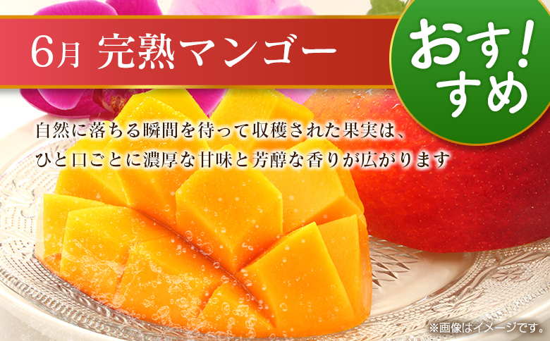 【偶数月 6回定期便】旬 人気 フルーツ 南国宮崎産 マンゴー シャインマスカット いちご 日向夏 梨 みかん 柑橘 ぶどう 果物 詰め合わせ 宮崎県 九州＜B-2コース M220＞