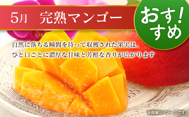 【奇数月 6回定期便】旬 人気 フルーツ 南国宮崎産 マンゴー ピオーネ いちご みかん メロン 日向夏 柑橘 ぶどう 果物 詰め合わせ 宮崎県 九州＜C-1コース M310＞