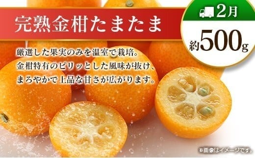 【偶数月 6回定期便】旬 人気 フルーツ 南国宮崎産 マンゴー 金柑たまたま シャインマスカット みかん 梨 日向夏 柑橘 きんかん ぶどう 果物 詰め合わせ 宮崎県 九州＜C-2コース M320＞