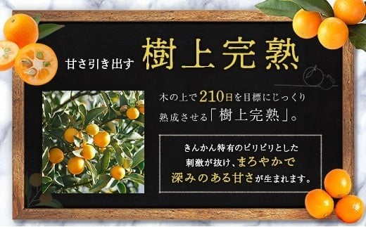 ≪先行予約≫ 宮崎県産 完熟きんかん「たまたま」約1kg 糖度16度以上 ブランド 金柑 柑橘 果物 くだもの フルーツ 2026年発送 約1kg